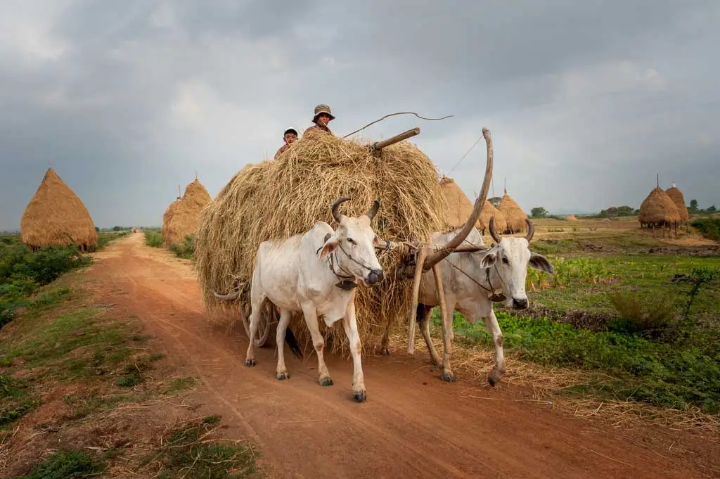 cow cart on red dirt road cambodia