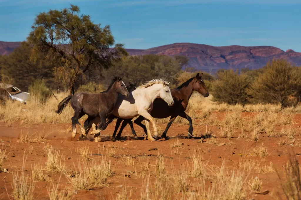 horses running in australian desert