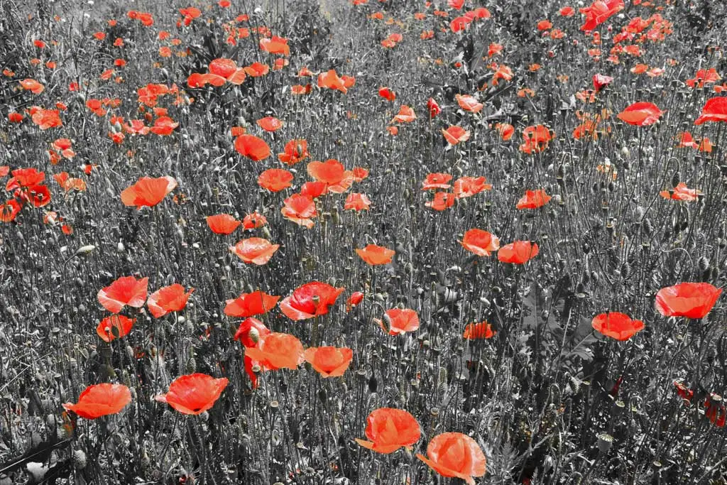 red poppies in black and white field