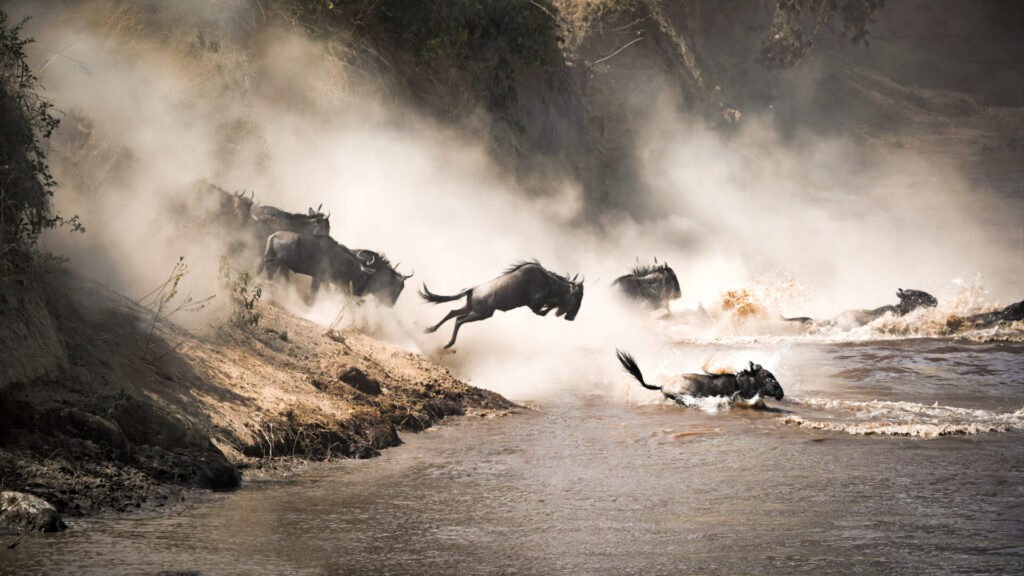 Wildebeest,Crossing,The,Mara,River,During,The,Annual,Great,Migration.