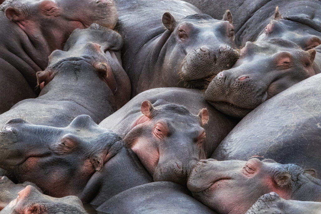 A,Pod,Of,Hippos,,Hippopotamus,Amphibius,,Huddle,Together,In,The