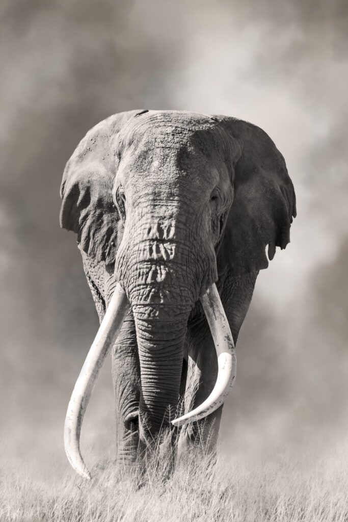 Giant,Tusked,Bull,Elephant,,Tusker,Tim,,In,Amboseli,,Kenya,,In