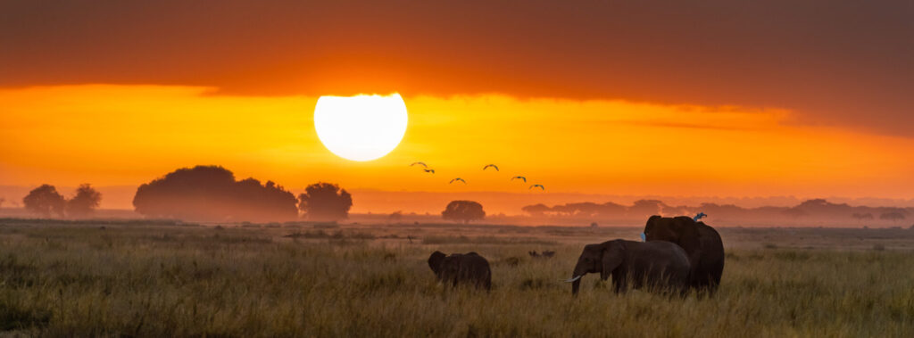 Elephants,At,Sunrise,In,Amboseli,National,Park.,Horizontal,Banner,In