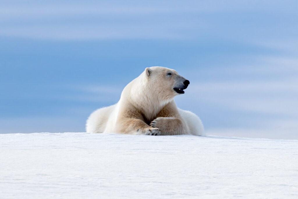 Adult,Male,Polar,Bear,Resting,On,The,Snow,And,Ice