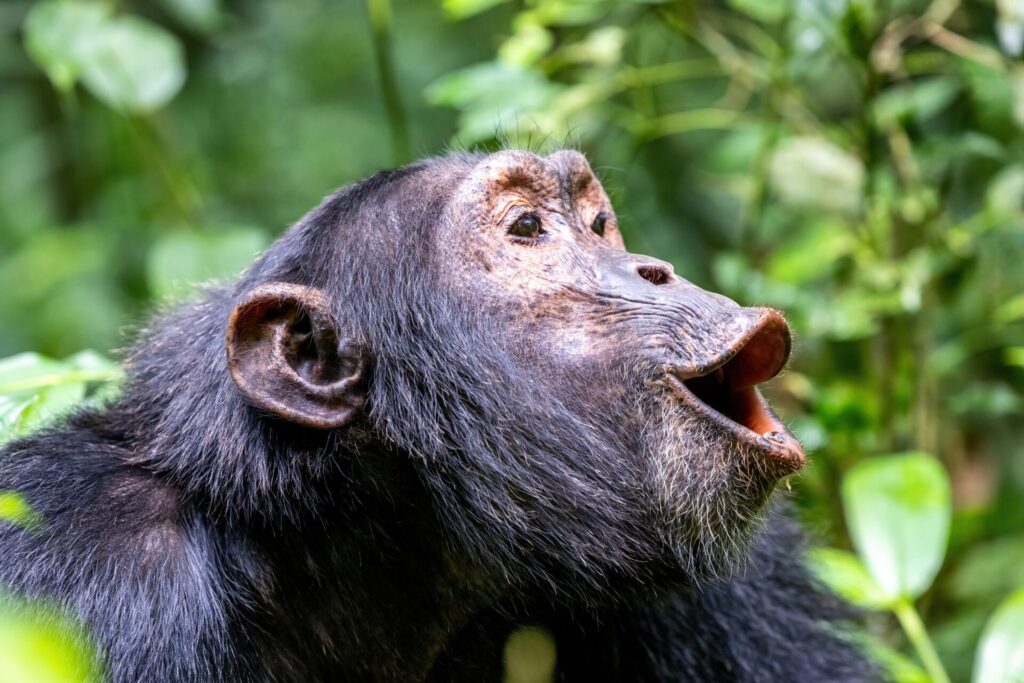 Howling,Chimpanzee,,Pan,Troglodytes,,In,The,Tropical,Rainforest,Of,Kibale