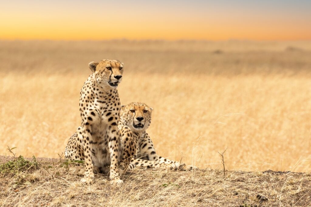 A,Pair,Of,Young,Adult,Cheetahs,On,The,Lookout,In