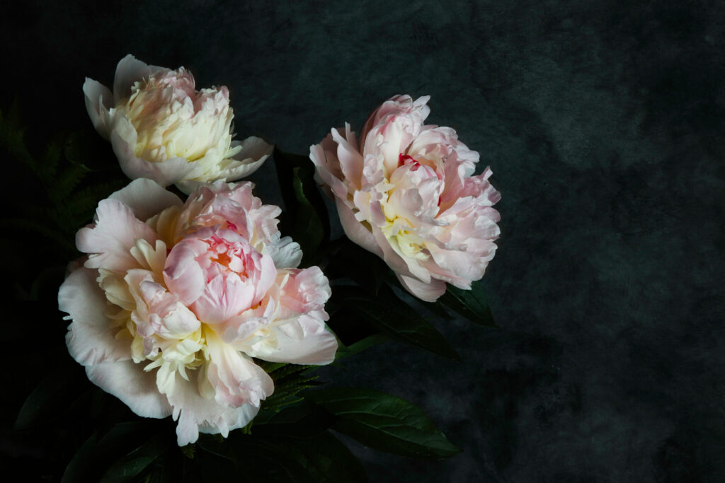 Pink,Peony,Flowers,In,The,Dark,Background