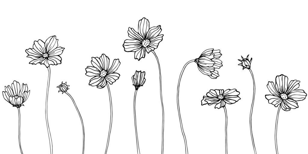 Isolated,Cosmea,Illustration,Element.,Spring,Wildflower,Isolated.,Black,And,White